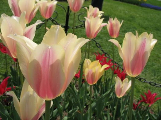 blushing tulips in Washington Park