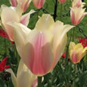 blushing tulip thumbnail