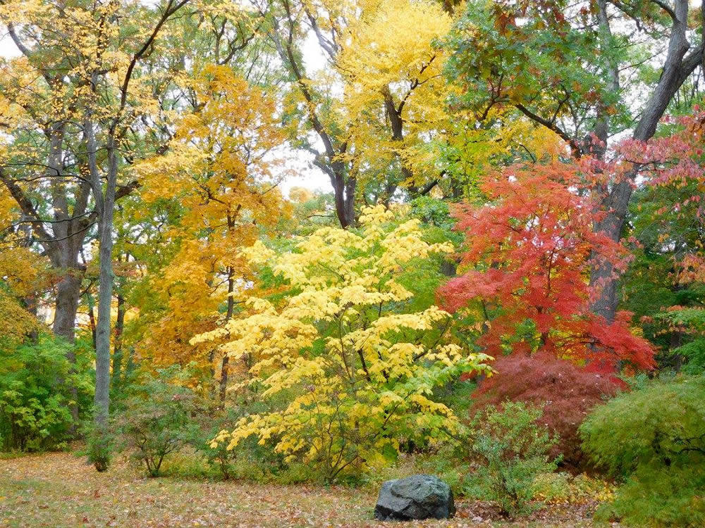 boston_julie_madsen_Arnold_Arboretum.jpg