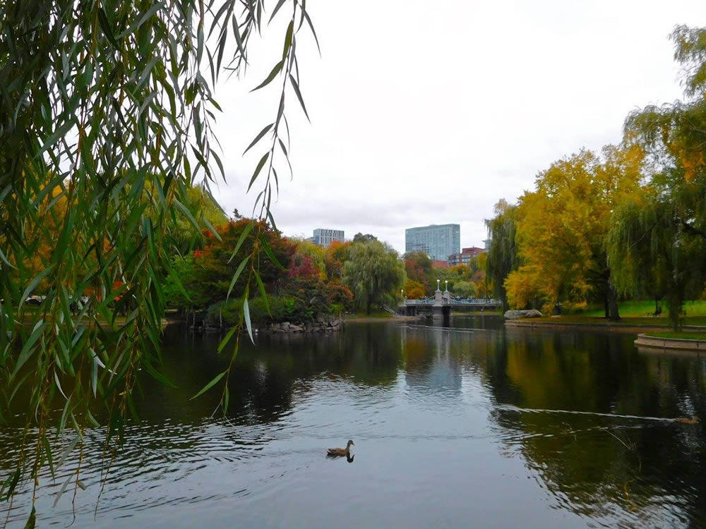 boston_julie_madsen_Public_Garden_lake.jpg