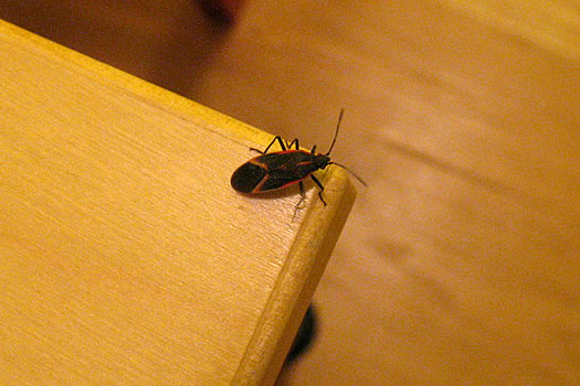 box elder bug