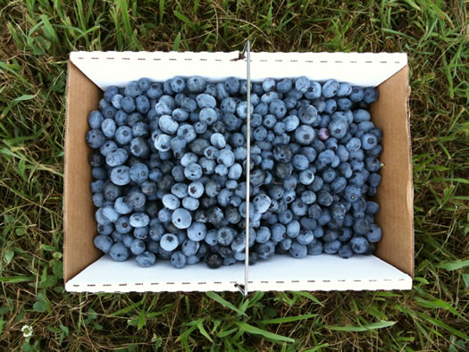 box of blueberries at samascott