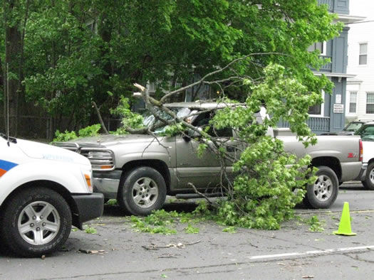 branch on truck