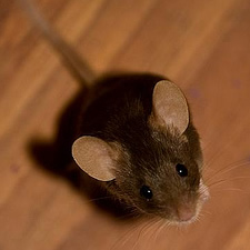 brown mouse