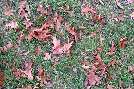 brown oak leaves