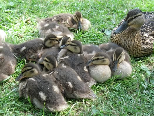 cuddling ducklings with mother