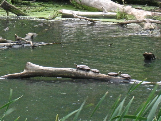 buckingham pond turtles