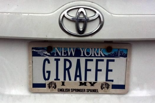 bumper_gawking_GIRAFFE.jpg