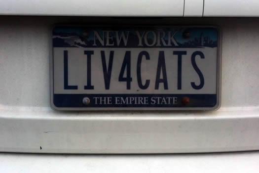 bumper_gawking_LIV4CATS.jpg