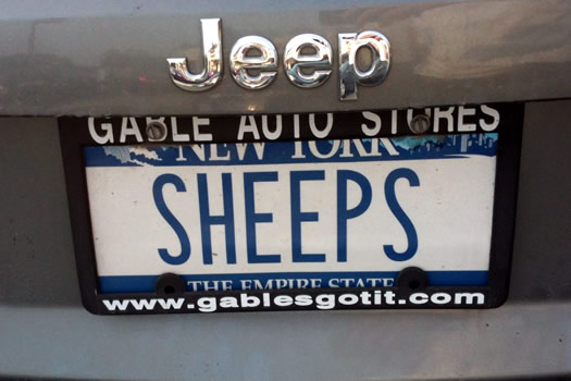 bumper_gawking_SHEEPS.jpg