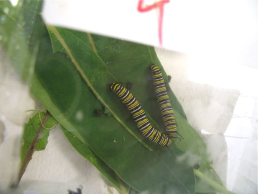 caterpillars at butterfly station