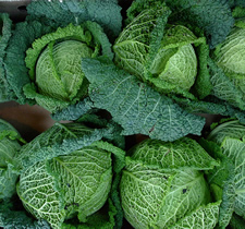 cabbage in ground