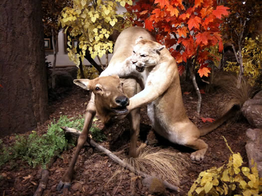 cabelas cougar killing deer