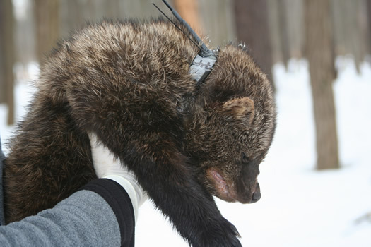 That furry guy in the picture above is a fisher. His name is Bernard.