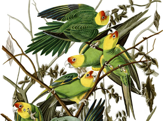 carolina parakeet audubon