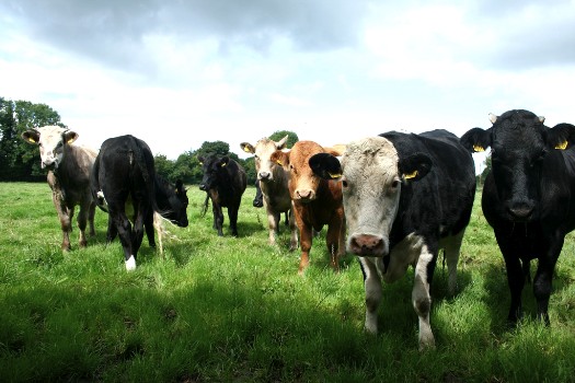 cattle_in_pasture.jpg