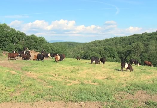 cattle pasture white clover farm