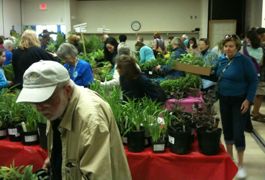 cornell cooperative extension albany county plant sale