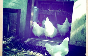 chickens 3.jpg