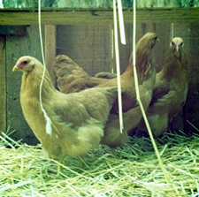 chickens thumbnail
