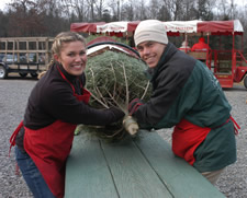 christmas tree farms ellms trees