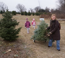 christmas tree farms katie dragging tree