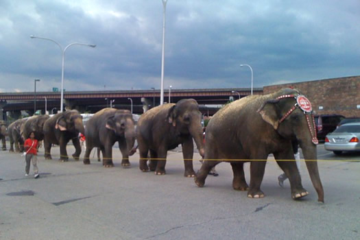 circus elephants in downtown albany