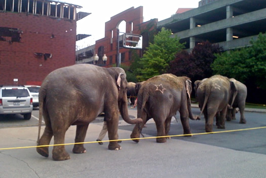 circus elephants albany 2010 more