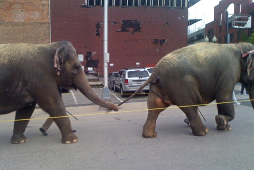 circus elephants albany 2010 more 2