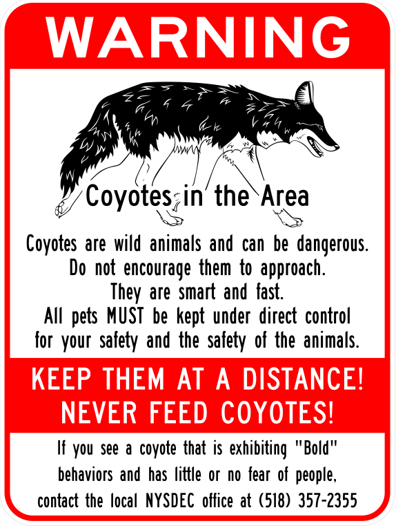 Coyotes in Albany | All Over Albany