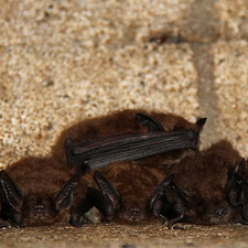 cluster of brown bats