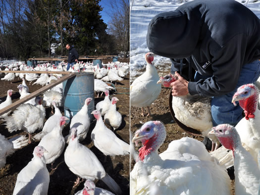 coldwater creek farm turkeys caring for turkeys