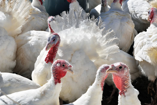 coldwater creek farm turkeys closeup