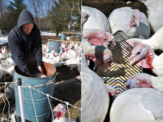 coldwater creek farm turkey feeding