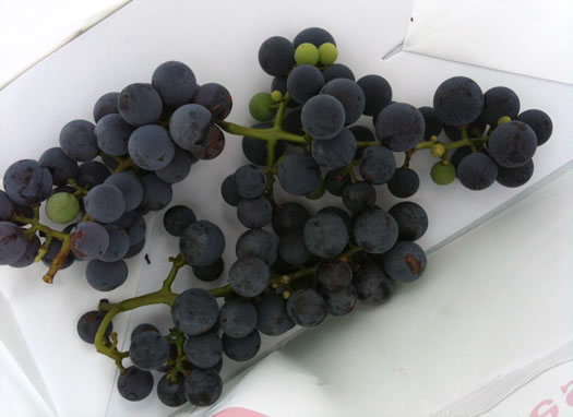 concord grapes in bag samascott