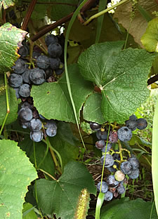 concord grapes on vine samascott