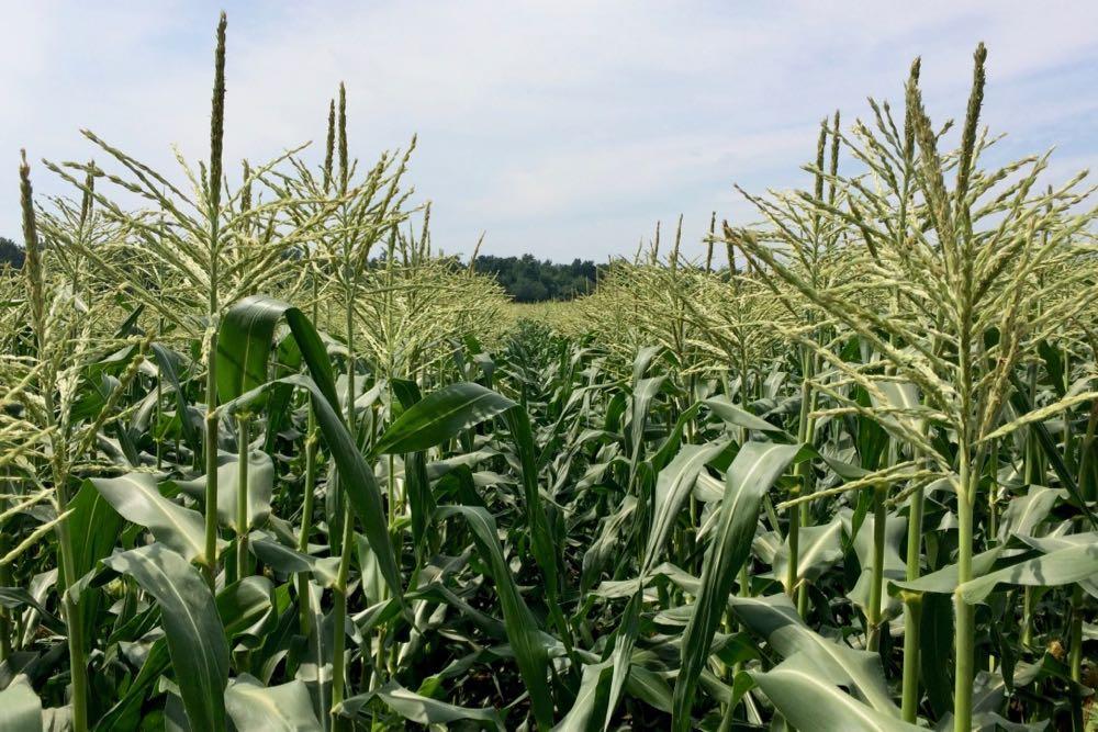 corn field closeup Kinderhook