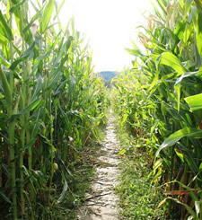 corn maze path