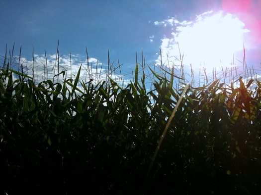 cornfield near Schodack 2014-08-24