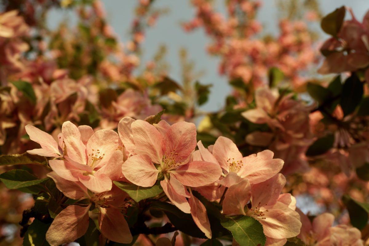 crabapple blossoms 2018-05-10