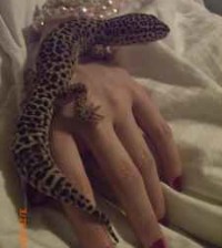 craigslist leopard gecko