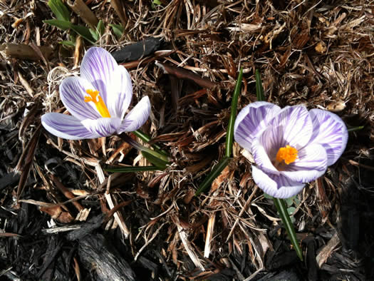 crocus 2012-03-19