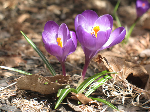 crocus in bloom 2013-03-29