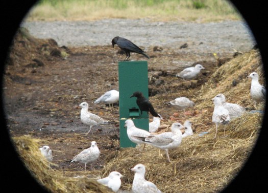 crow vending machine