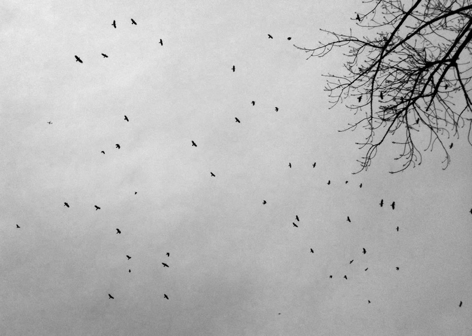 crows january sky 2014-01-13 bw