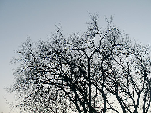 crows roosting