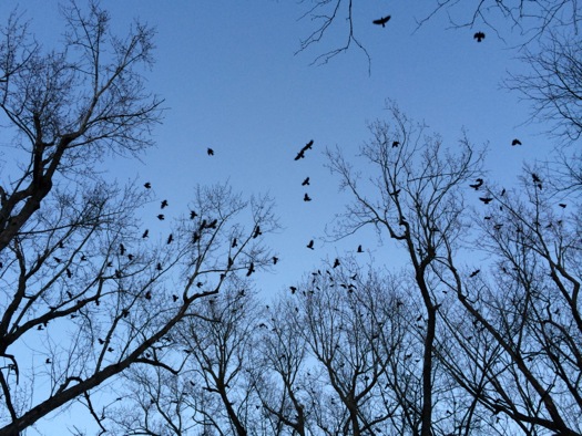 crows sky albany twilight 2015-02-17