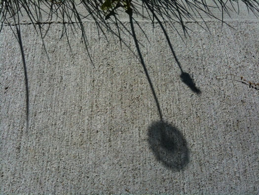 dandelion shadow