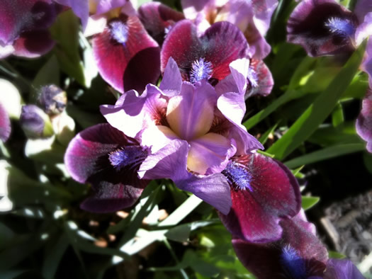 dark purple iris
