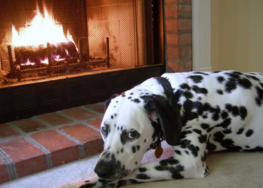 dog :fireplace.jpg
